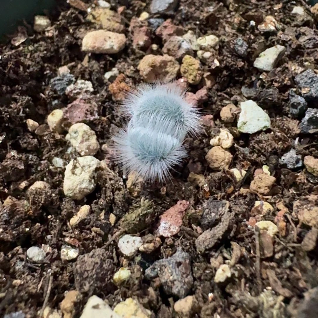 大型毛叶苔花石蒜一个