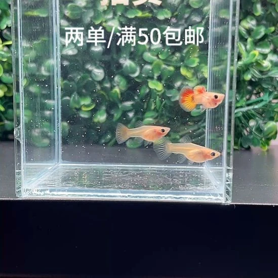 孔雀鱼7.落日玻璃猫2母1公