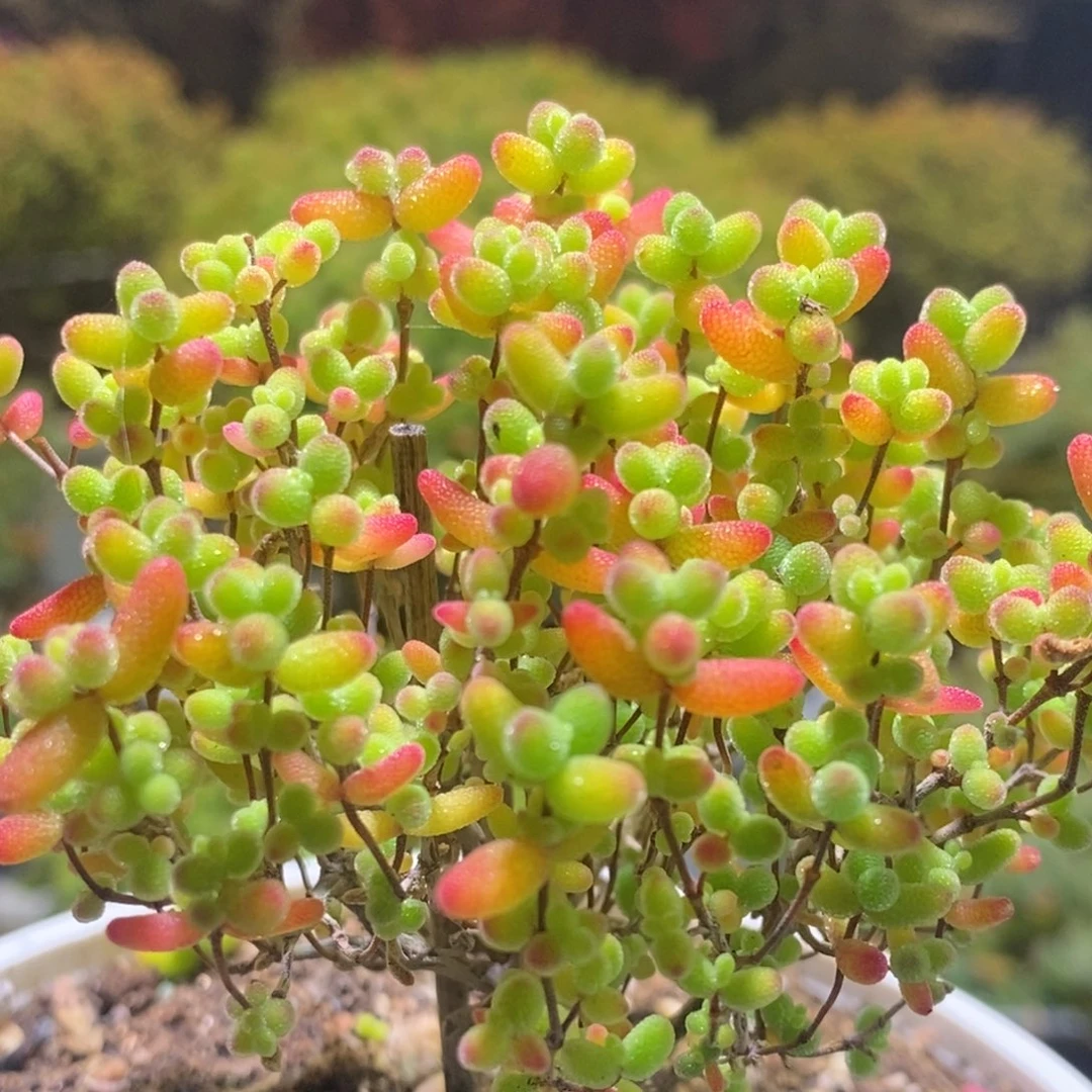 金桔枝干福利款689