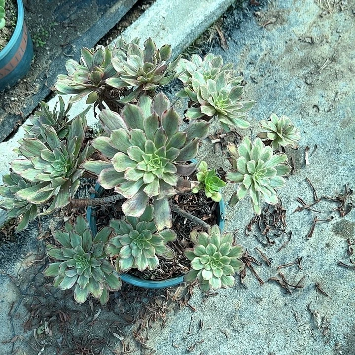 0591萤火粉黛多肉植物