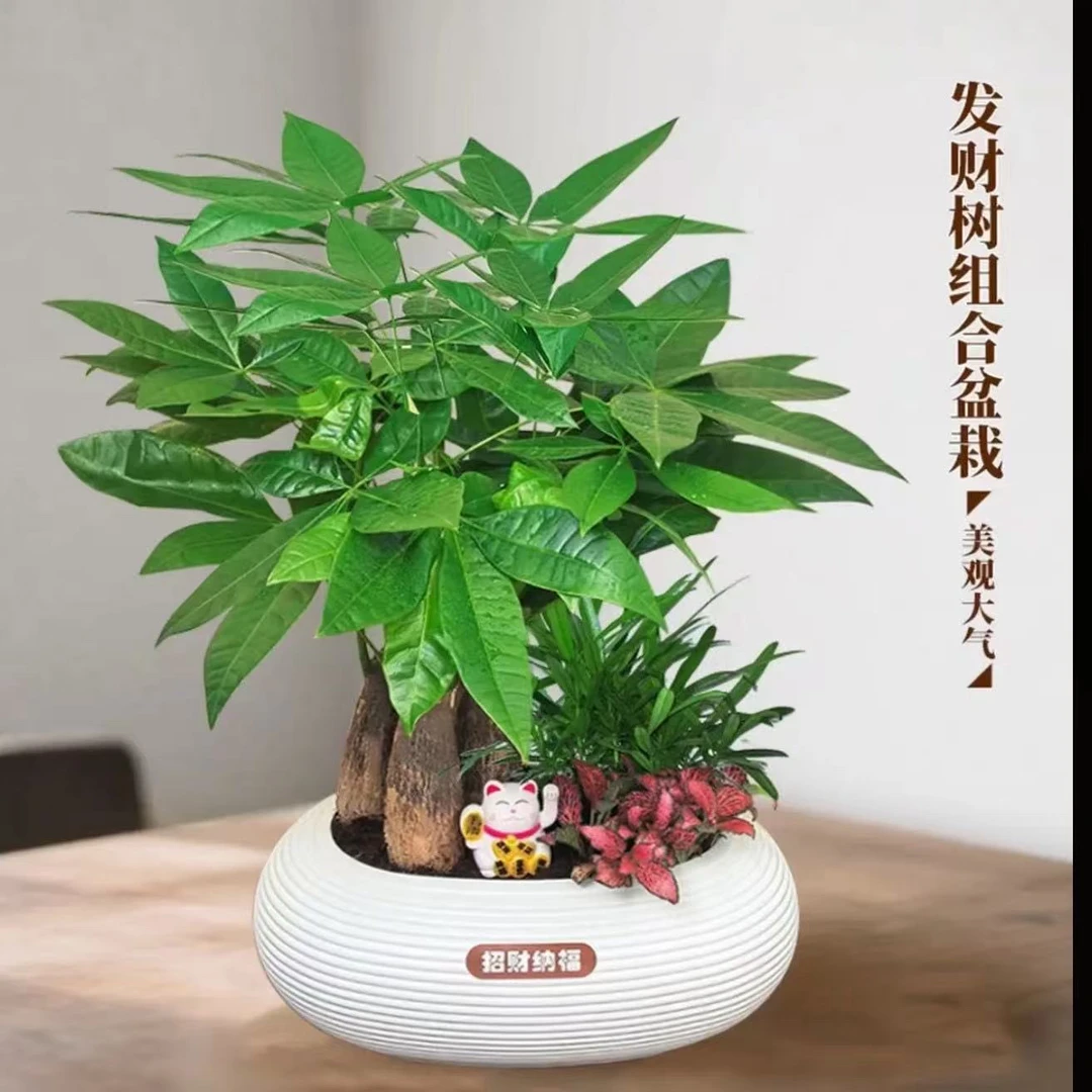 发财树组合室内客厅办公室绿植盆栽四季常青好养招财转运
