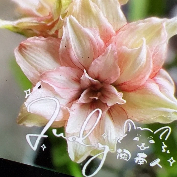 朱顶红566开花球带侧