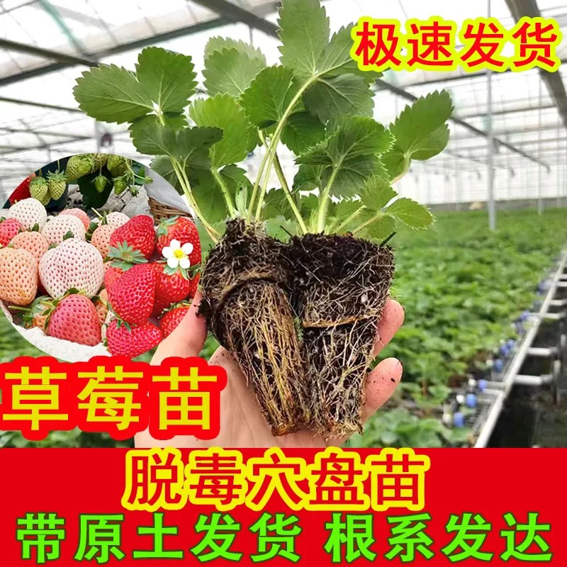 【6颗包邮】四季草莓苗盆栽牛奶红颜章姬宁玉草莓种植脱毒穴盘苗