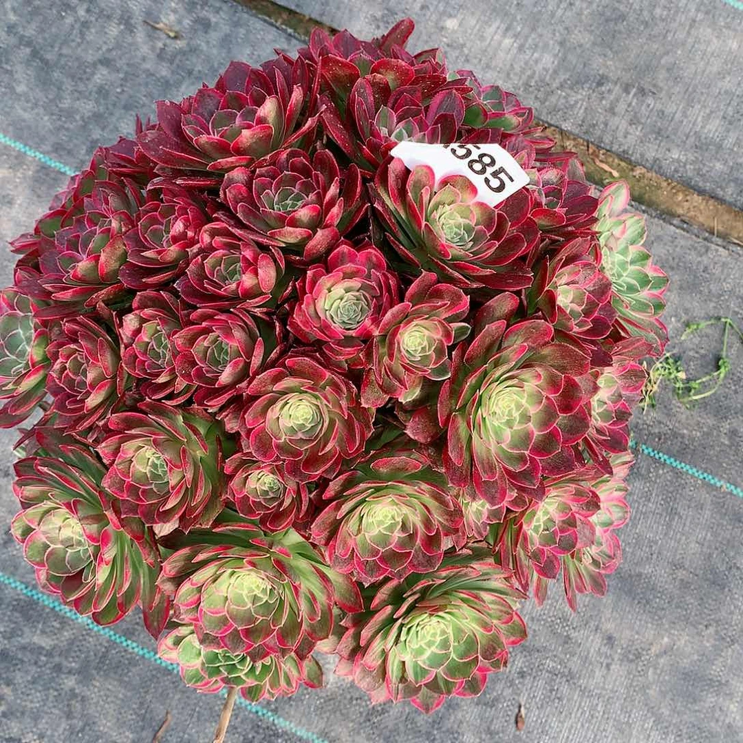 方****585.水晶莲花多肉植物