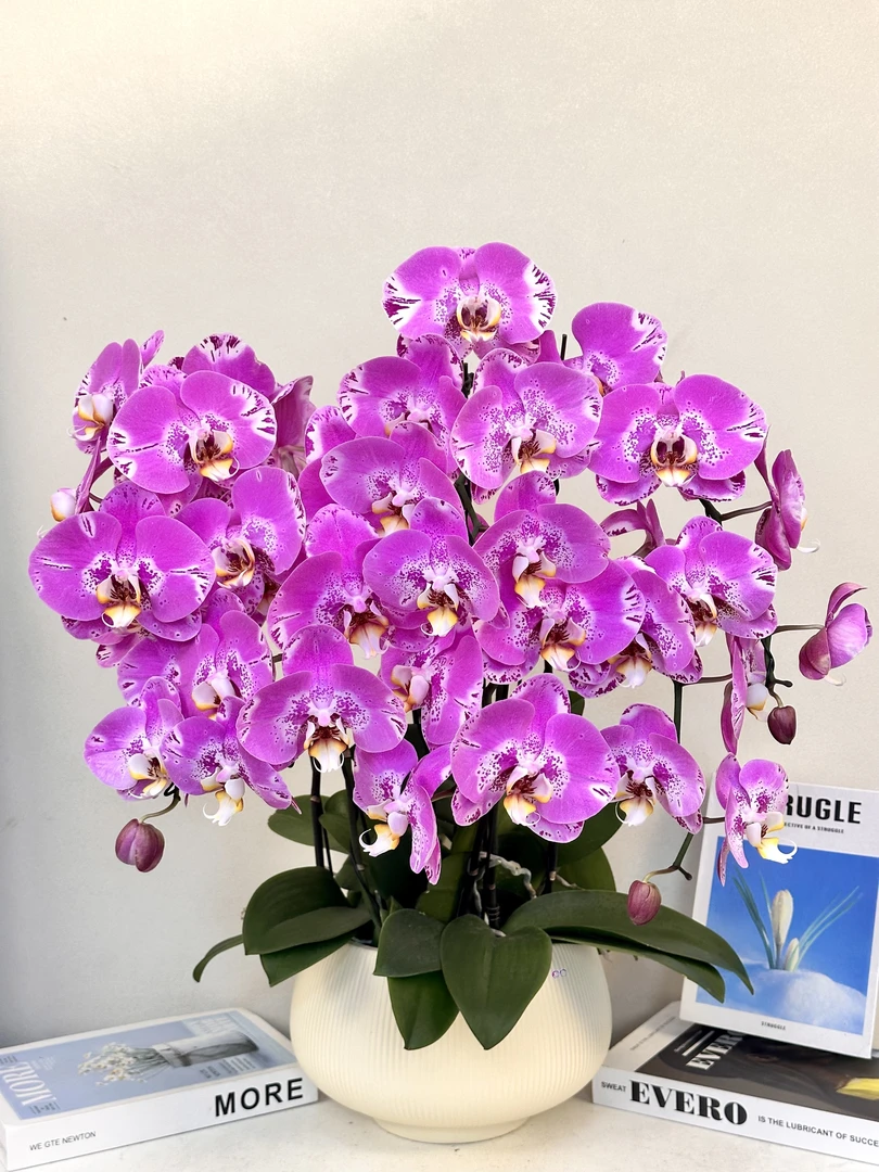 蝴蝶兰 【藏宝图】真花 秋冬耐寒花卉 四季开花 多样性发货