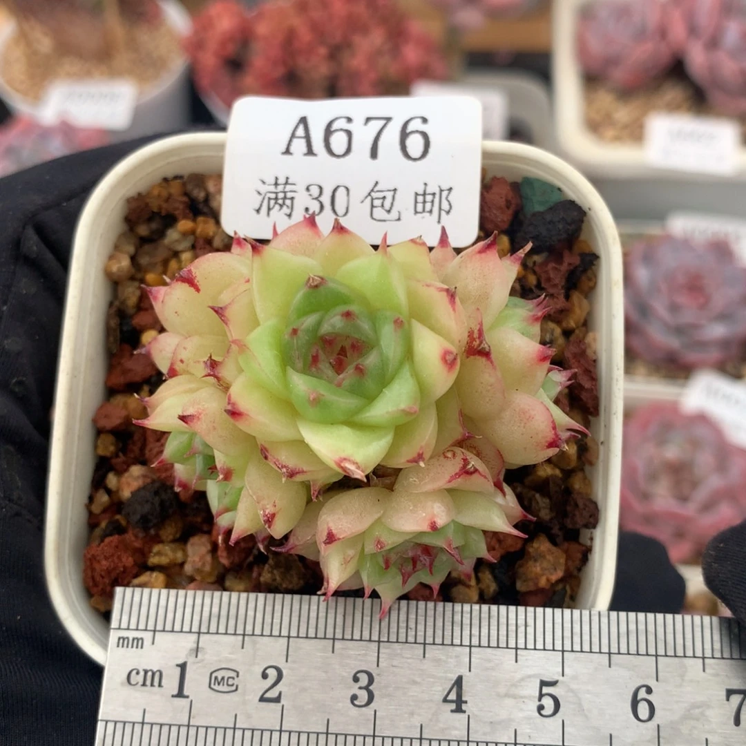 676火凤凰捧花冠服5