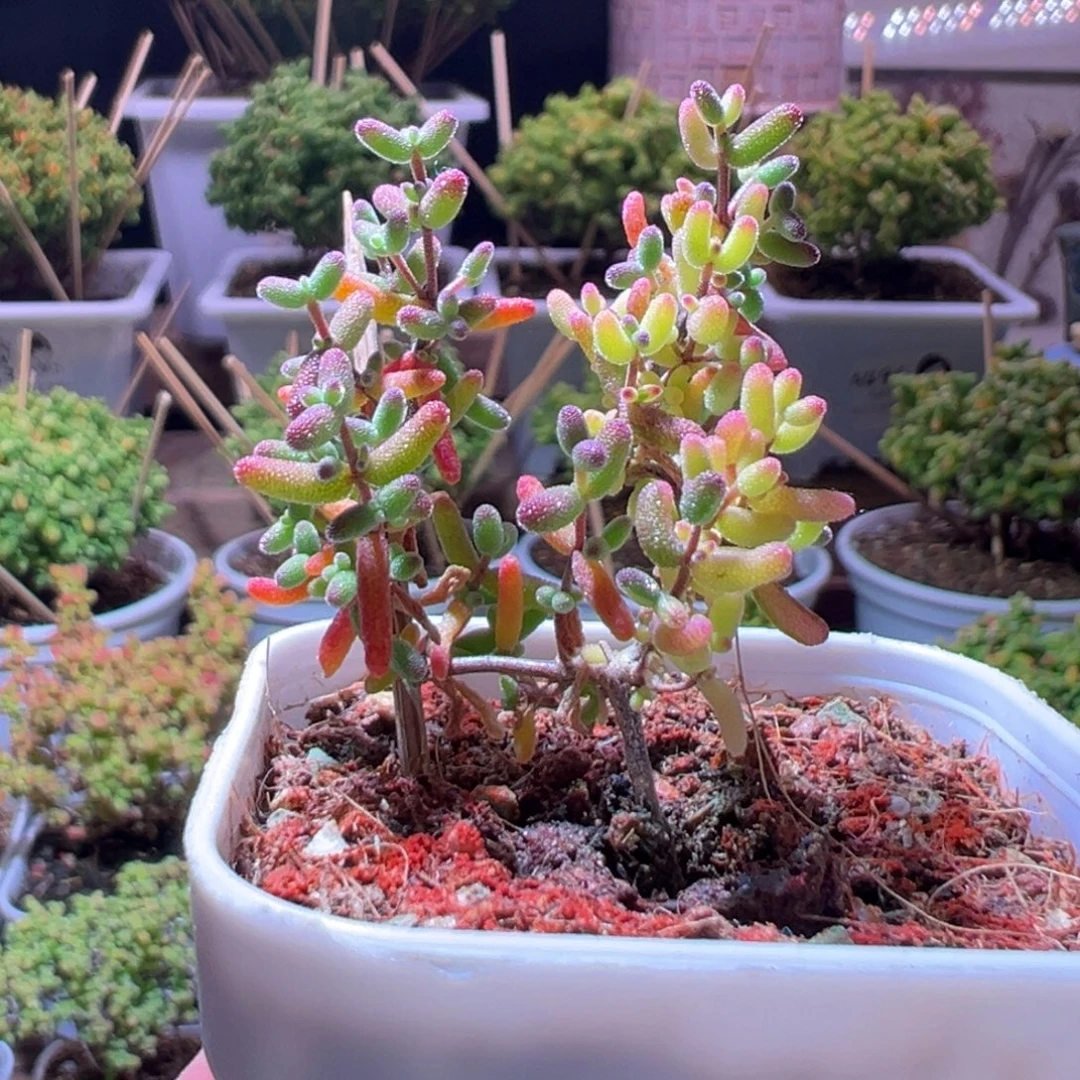 632米粒锦一物一拍带盆土发货