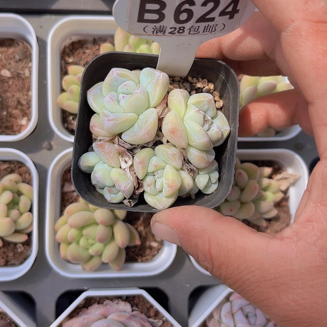 B624冰玉一物一拍