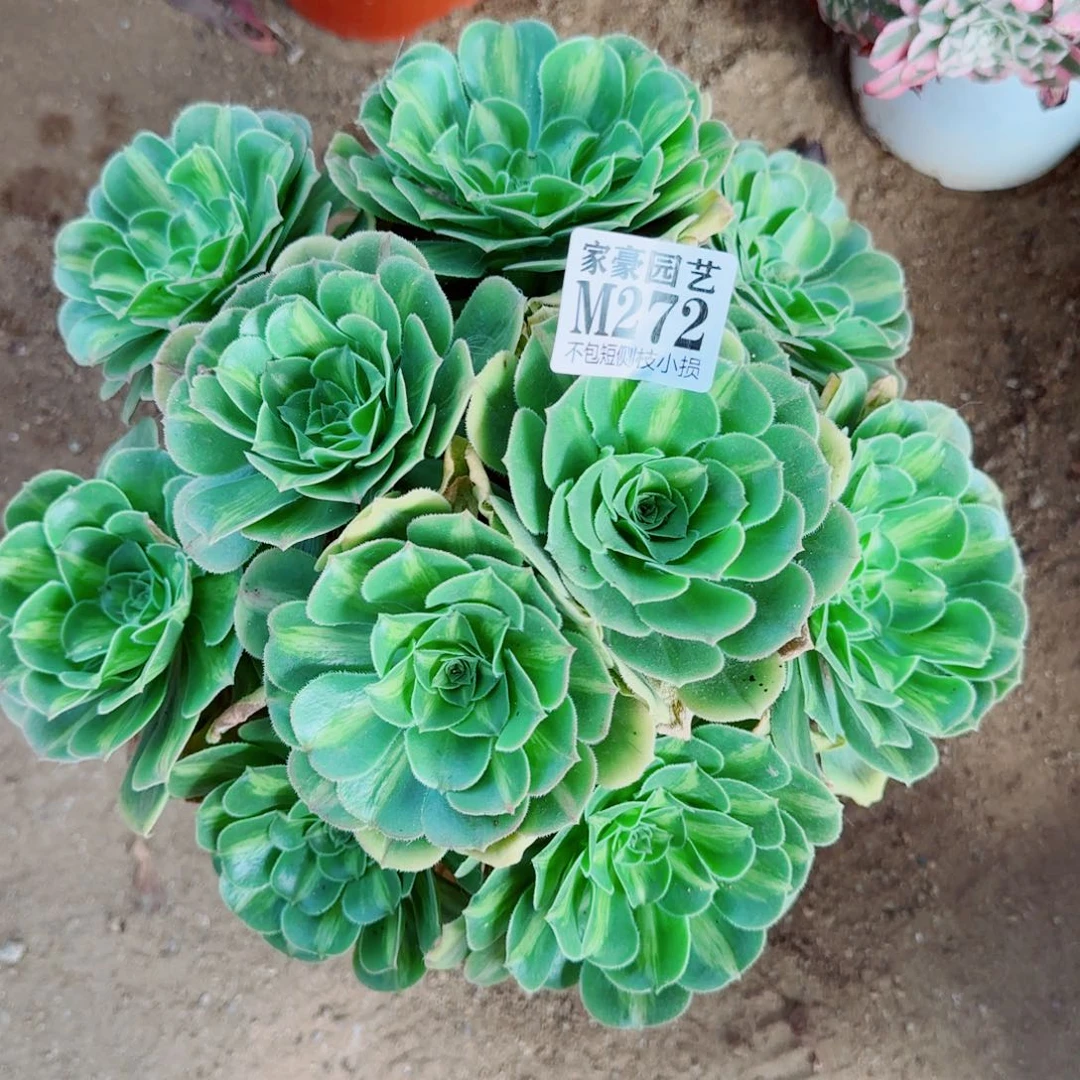 翡翠琉璃法师272冠幅25