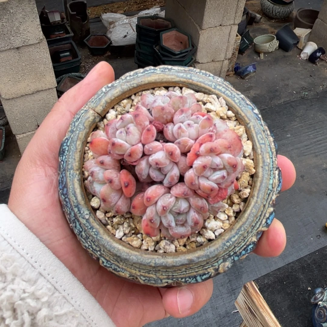 雪抓一物一拍不支持退换