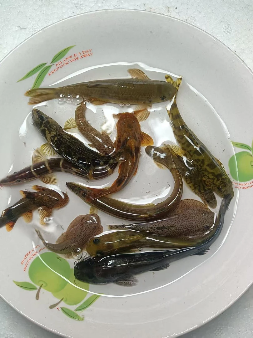 各类原生冷水观赏工具鱼，爬岩鳅，沙鳅，虾虎，樱口鳅等等·······