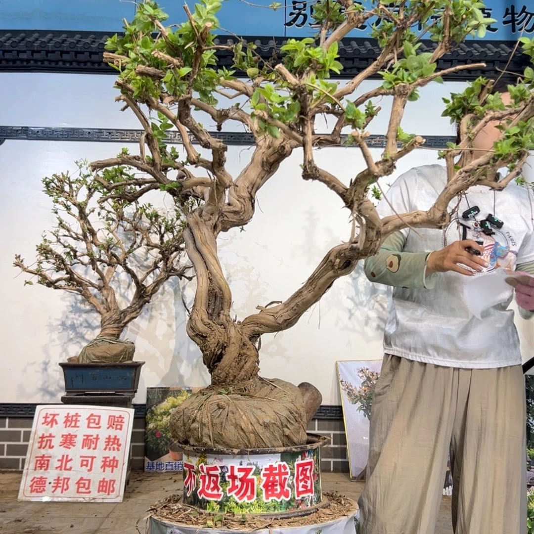 无花朵金银花8888