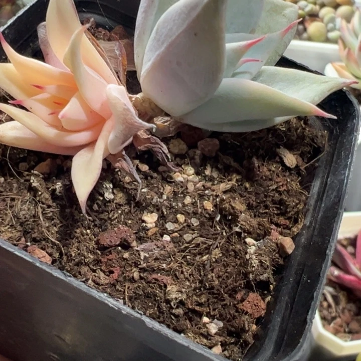 莫西哥巨人锦多肉植物1281