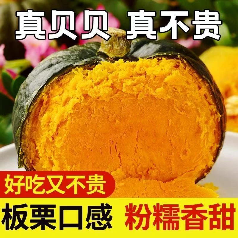 正宗沙地贝贝南瓜粉糯香甜板栗味新鲜采摘直发宝宝辅食