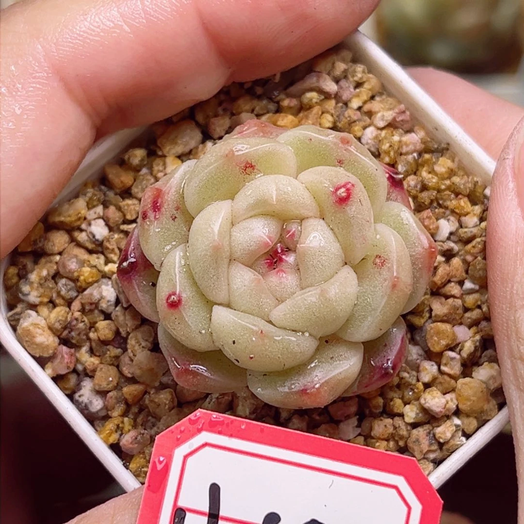 H652一物一拍 皮特