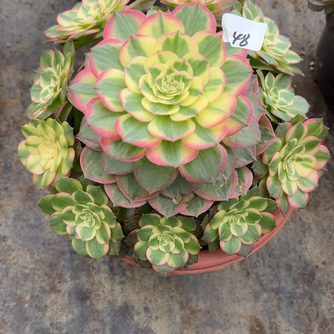 48玉芙蓉多肉植物系