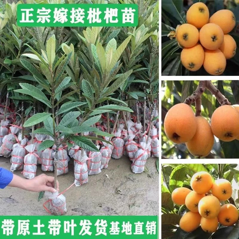 广东高产枇杷树苗大五星早钟六号嫁接果苗盆栽地栽南北方庭院果树