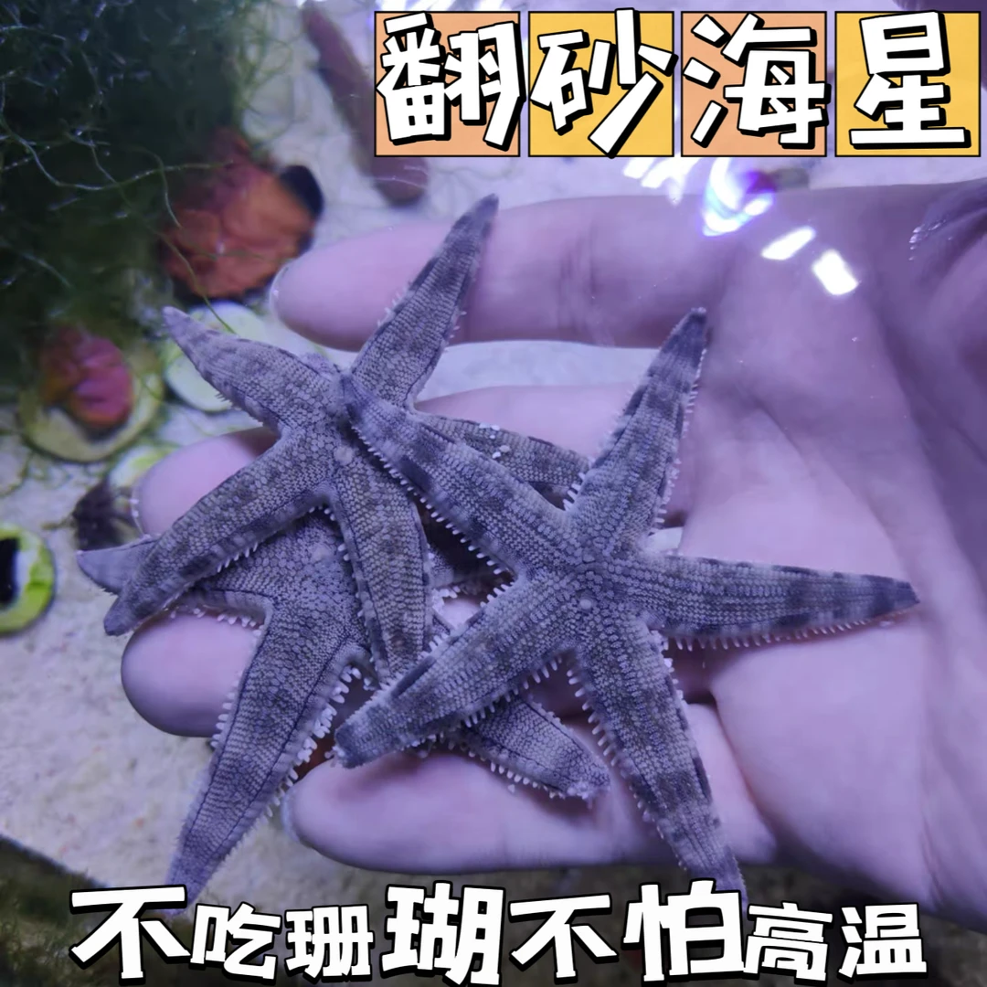活体海星翻砂海星海缸工具活体不吃珊瑚生物派大星宠物海洋小宠物