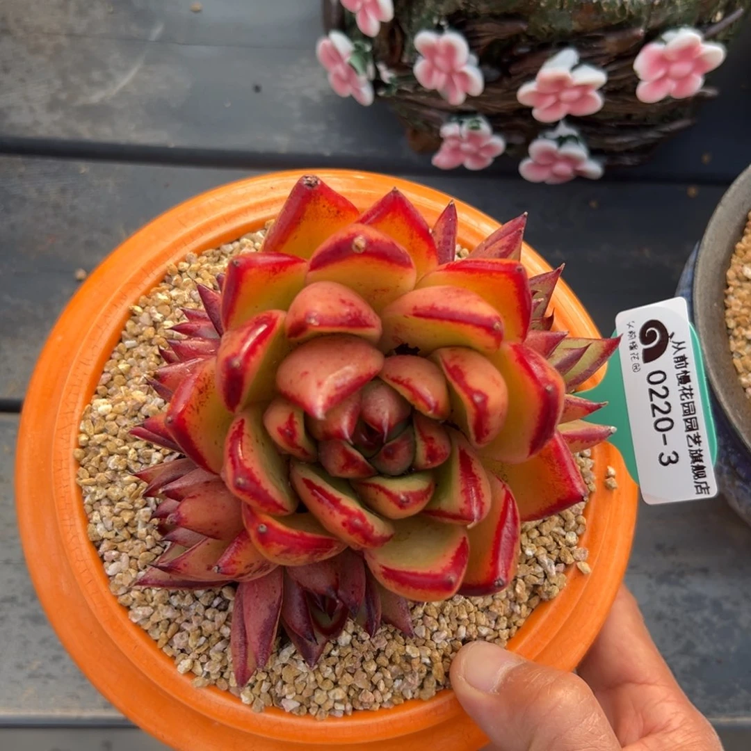 多肉一物一拍0220-3