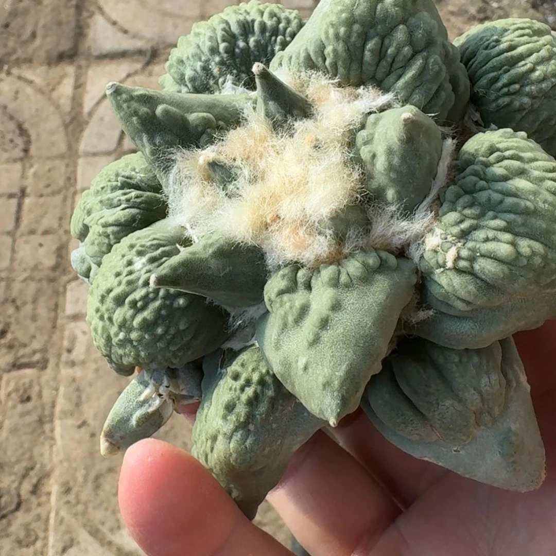 【闪购商品】K*C实生怒涛仙人球