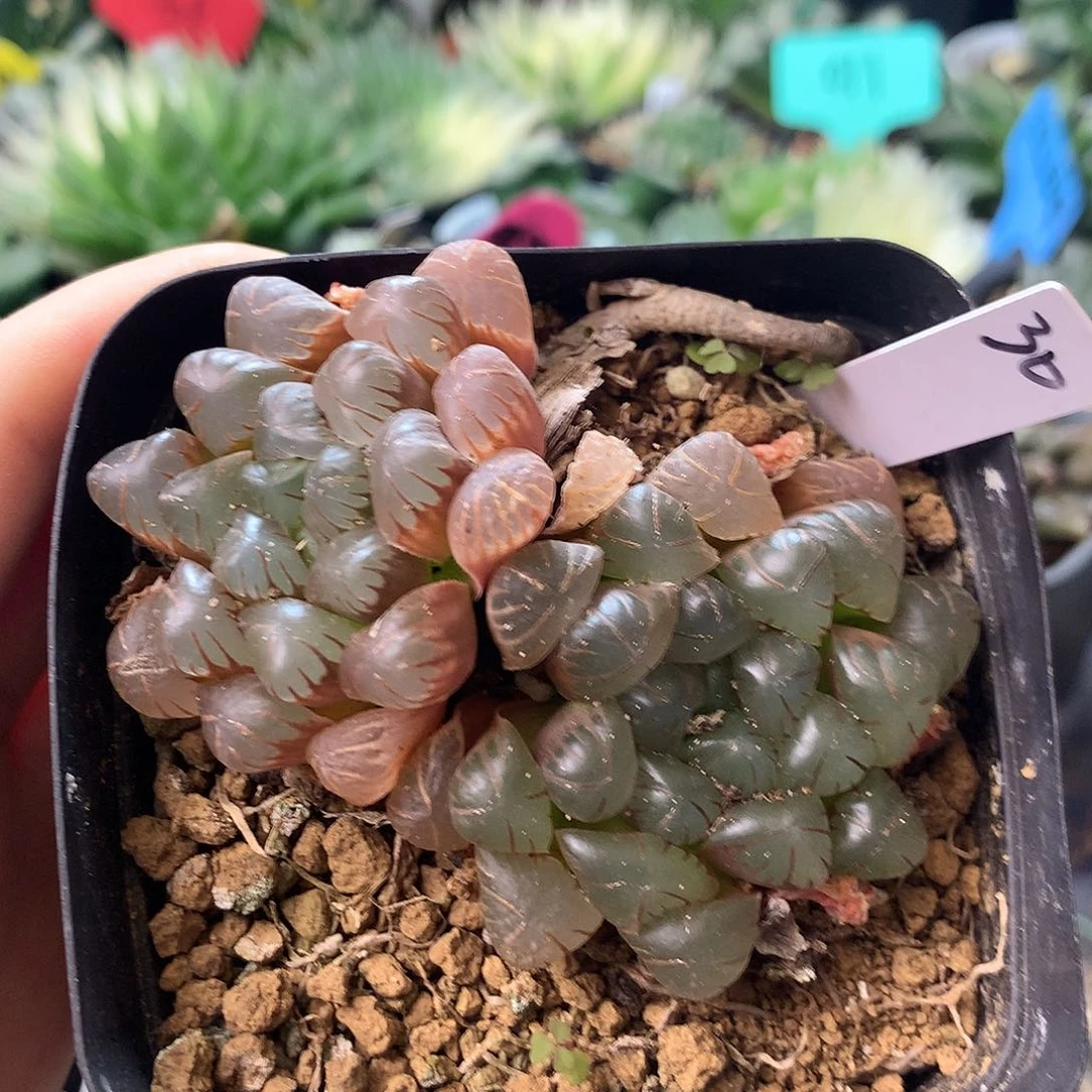 紫镜带粉，一物一拍，