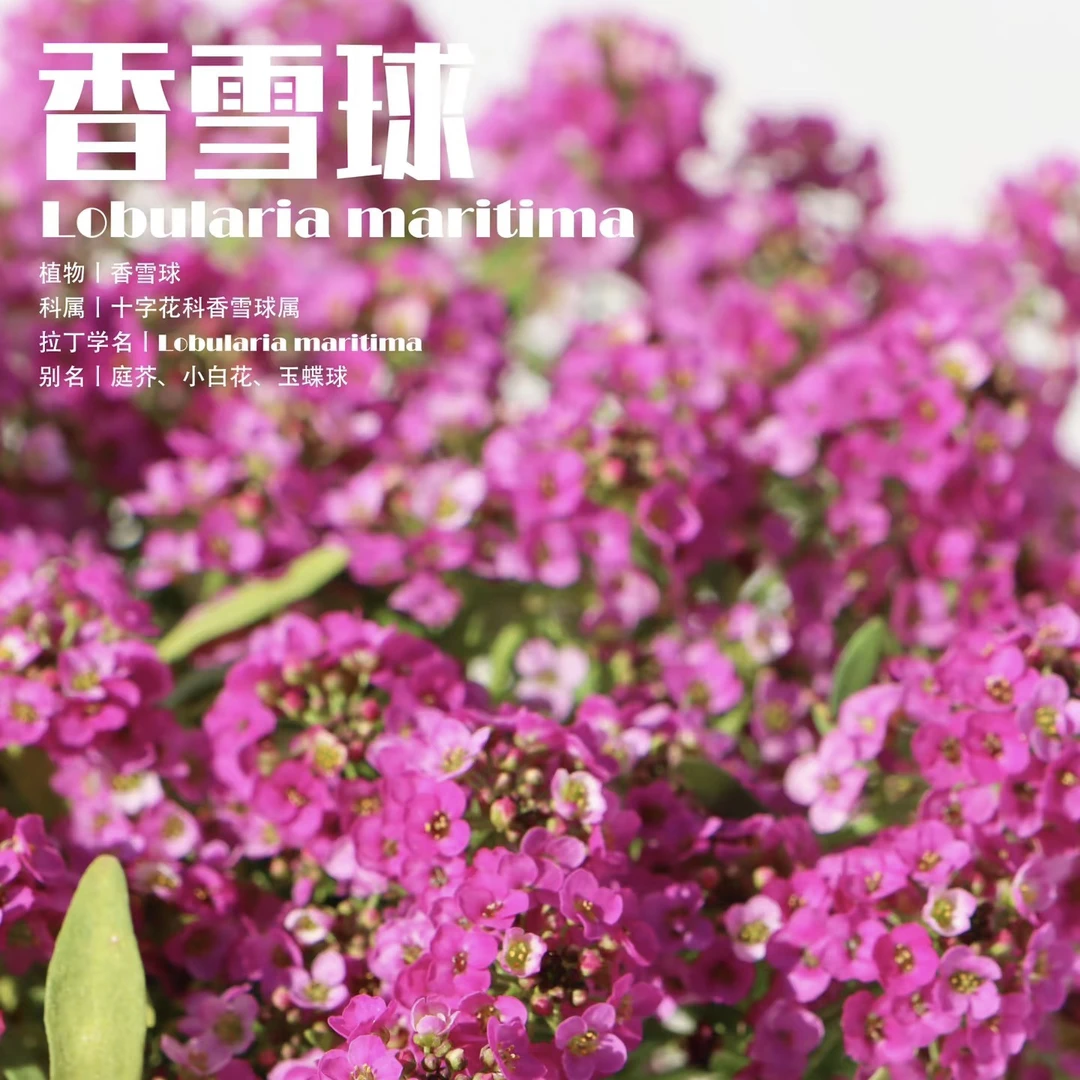 【麻豆花园专属】香雪球/多年生地被植物/阳台盆栽爆花/自播能力强