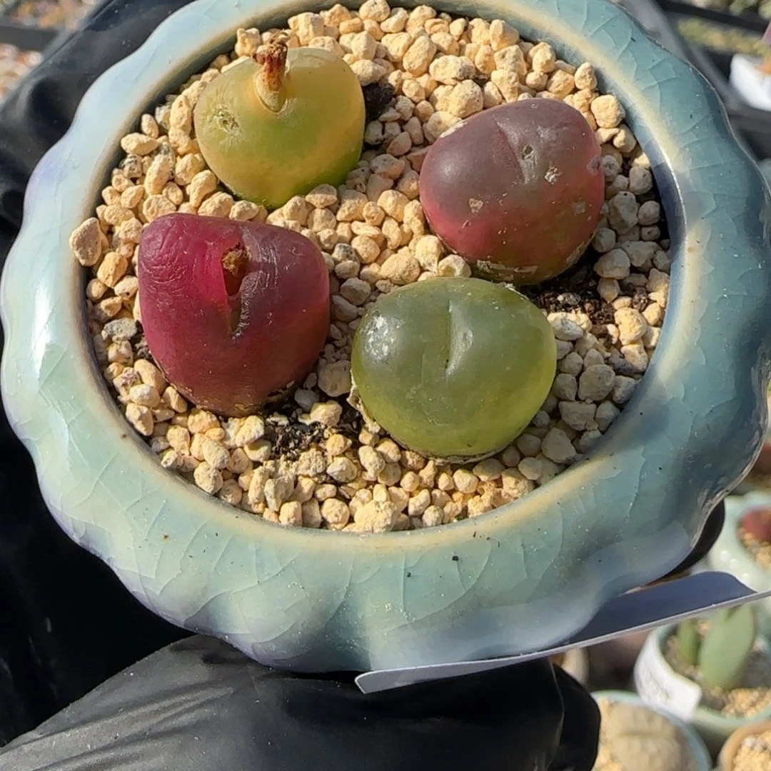 2078--一物一拍 带盆