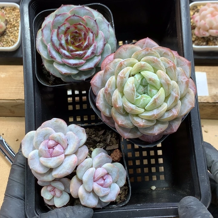 懒羊羊一物一拍专拍