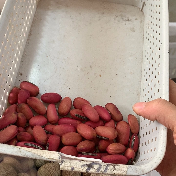 木***吖吊坠千眼菩提豆子