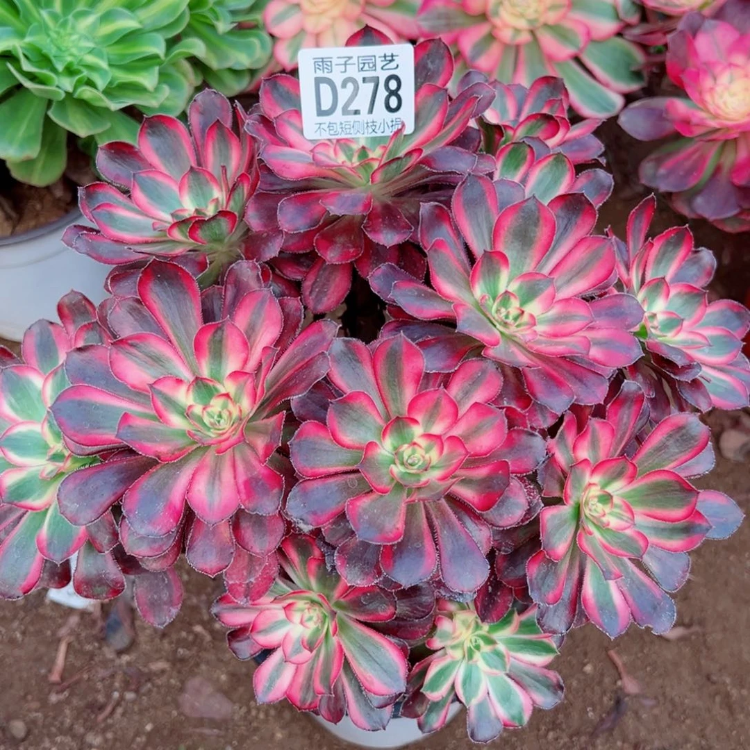 278丽娜雨子多肉植物