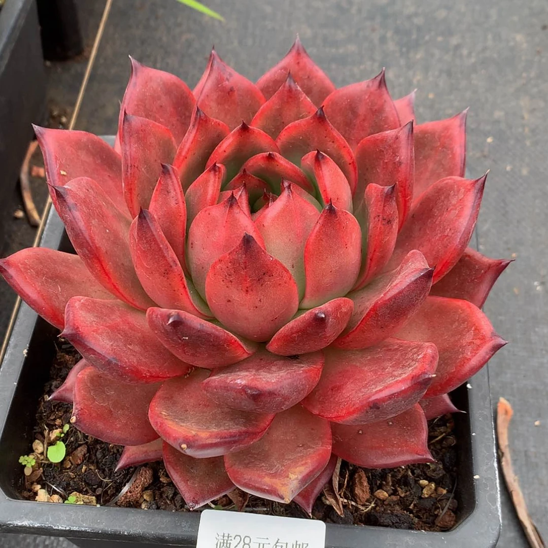 【闪购商品】云624号阿姆丝状16厘米