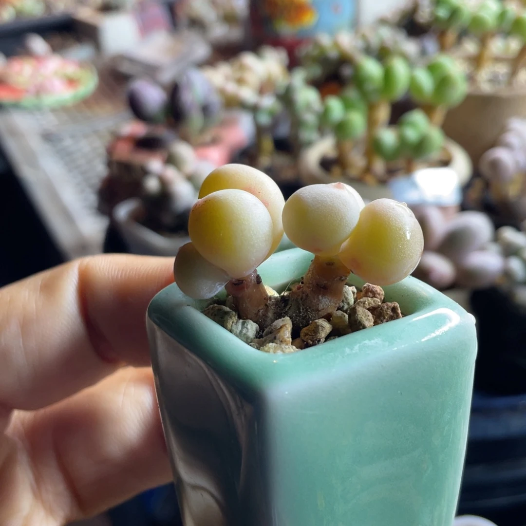 韩国精品米可奶多肉植物