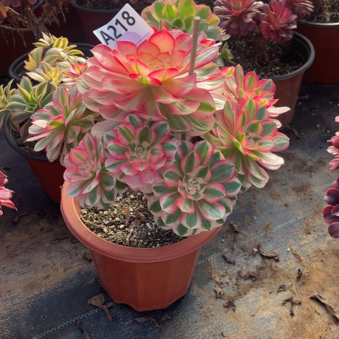 多肉植物倾城218多肉