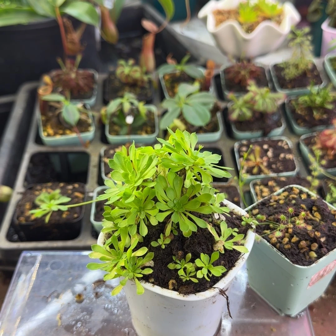 c***r完全开放一物一拍丹波花柱草