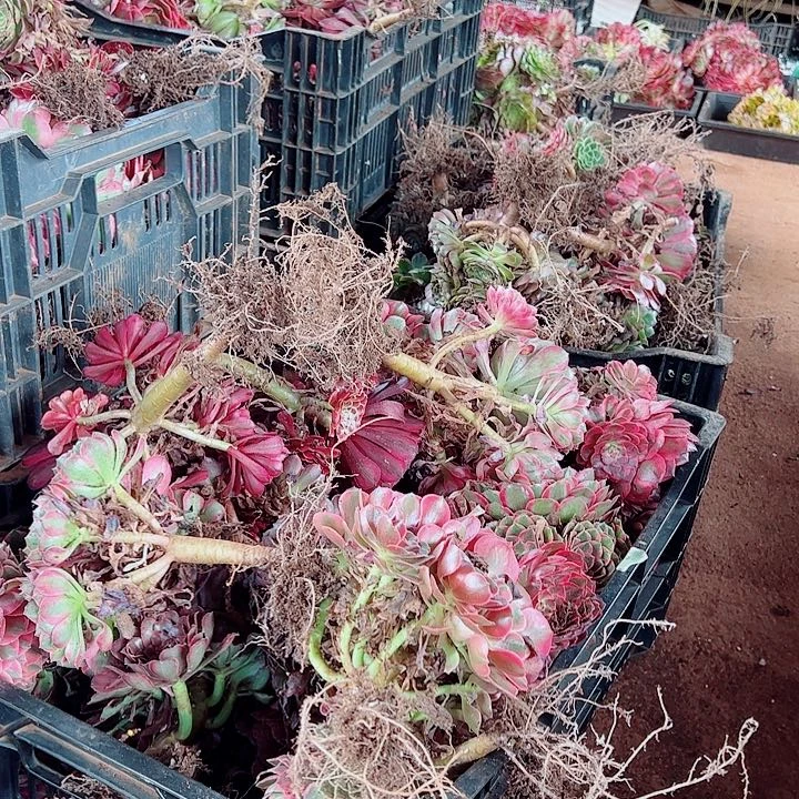 箱拍五颗发货不包售后