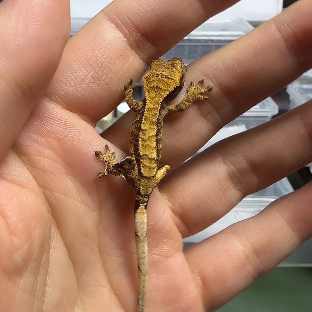 睫角守宫睫角守宫幼