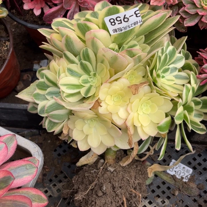 江****艺958雪连多肉12345678