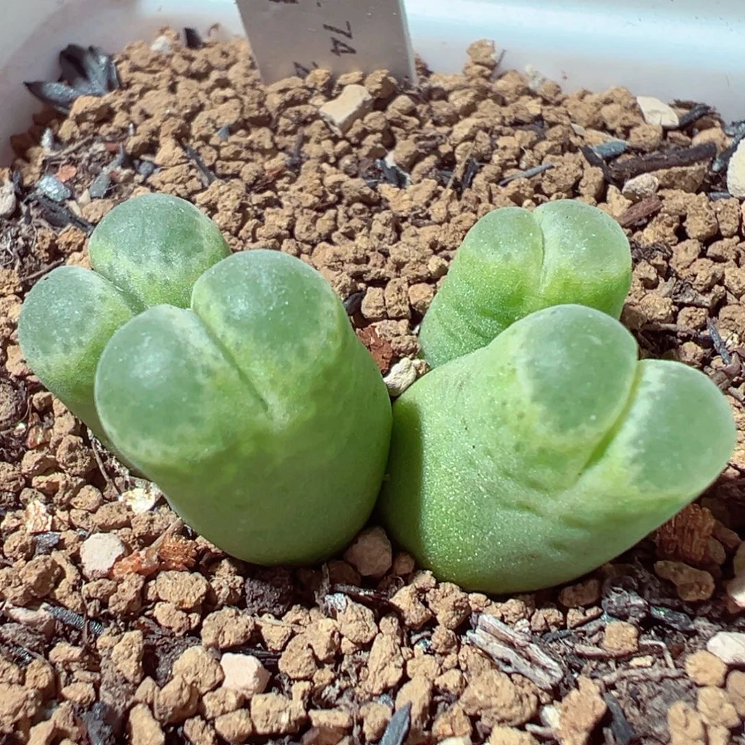 1226-801多肉多肉小海豹