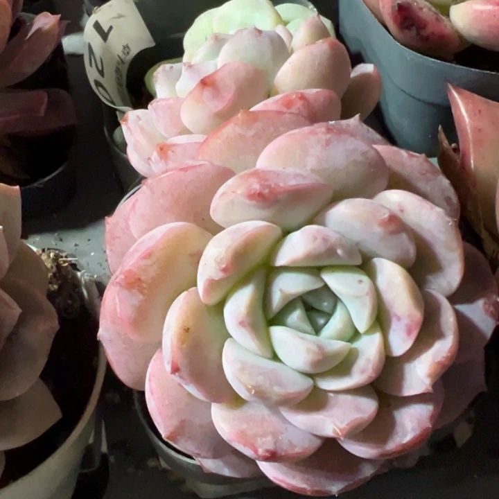 恩宠多肉植物多肉植物