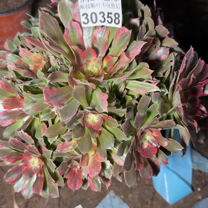 *****30358七彩多肉植物