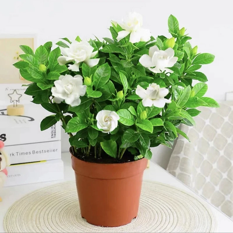 大叶栀子花盆栽浓香型开花芳香幼苗花卉办公室阳台庭院花卉绿植物