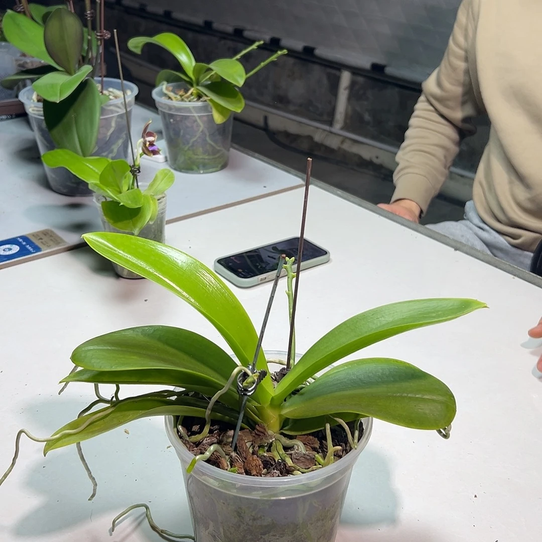 完全开放象型文字4.5寸