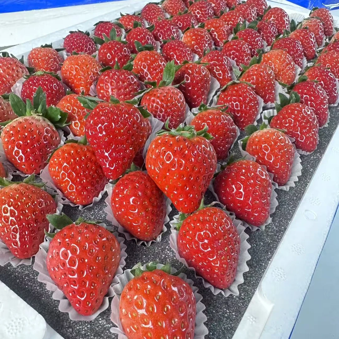 丹东九九草莓（仅限长春同城外五县惠鲜）