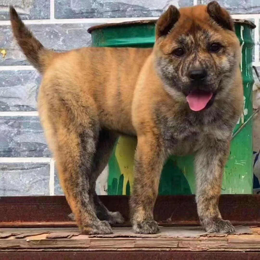 新（胜宠犬舍）T狗狗活体
