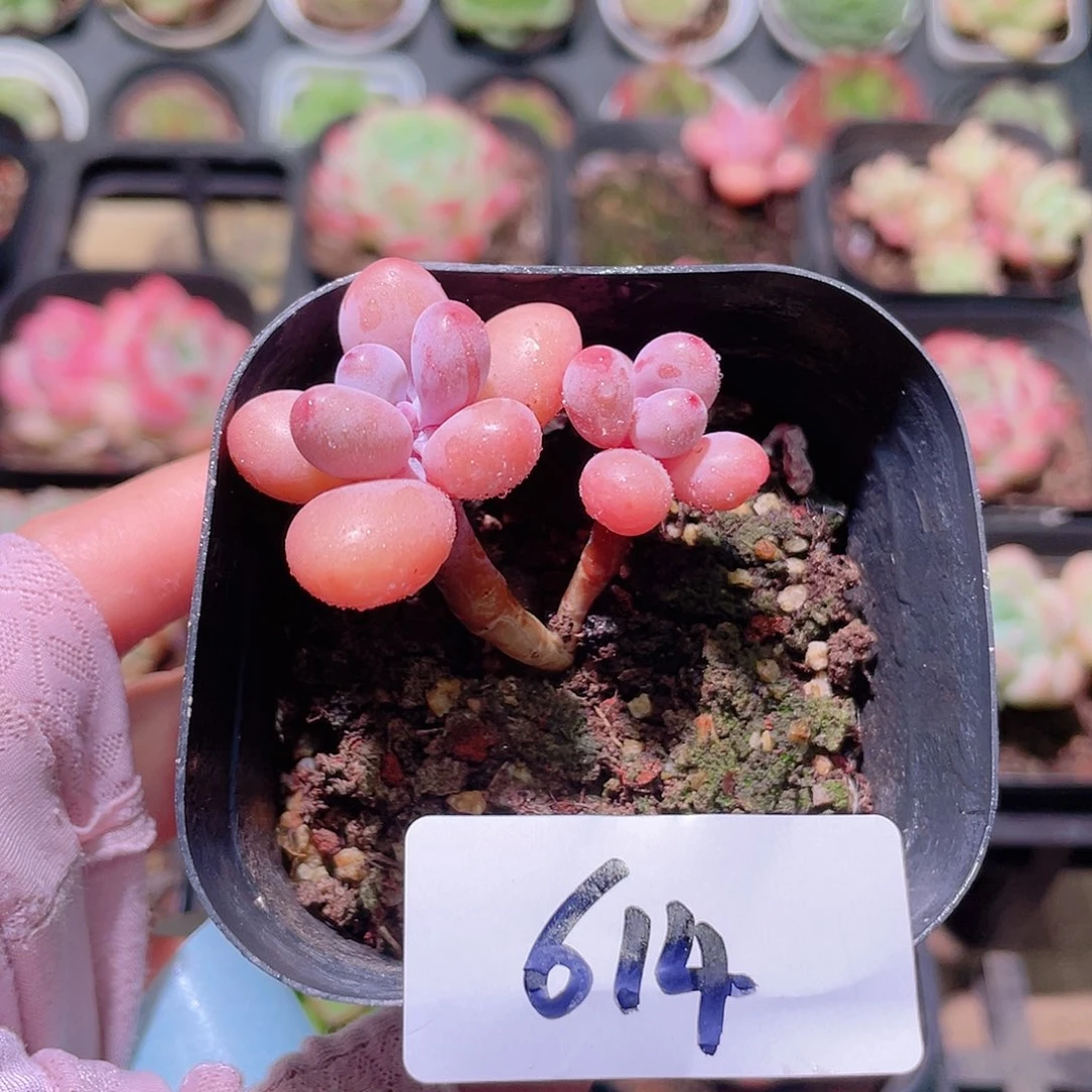 花利美10-614桃蛋