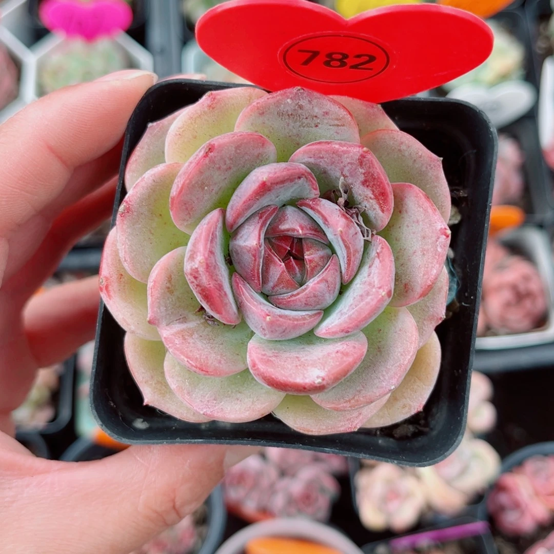 椰***椰782号小老桩珍妮单头