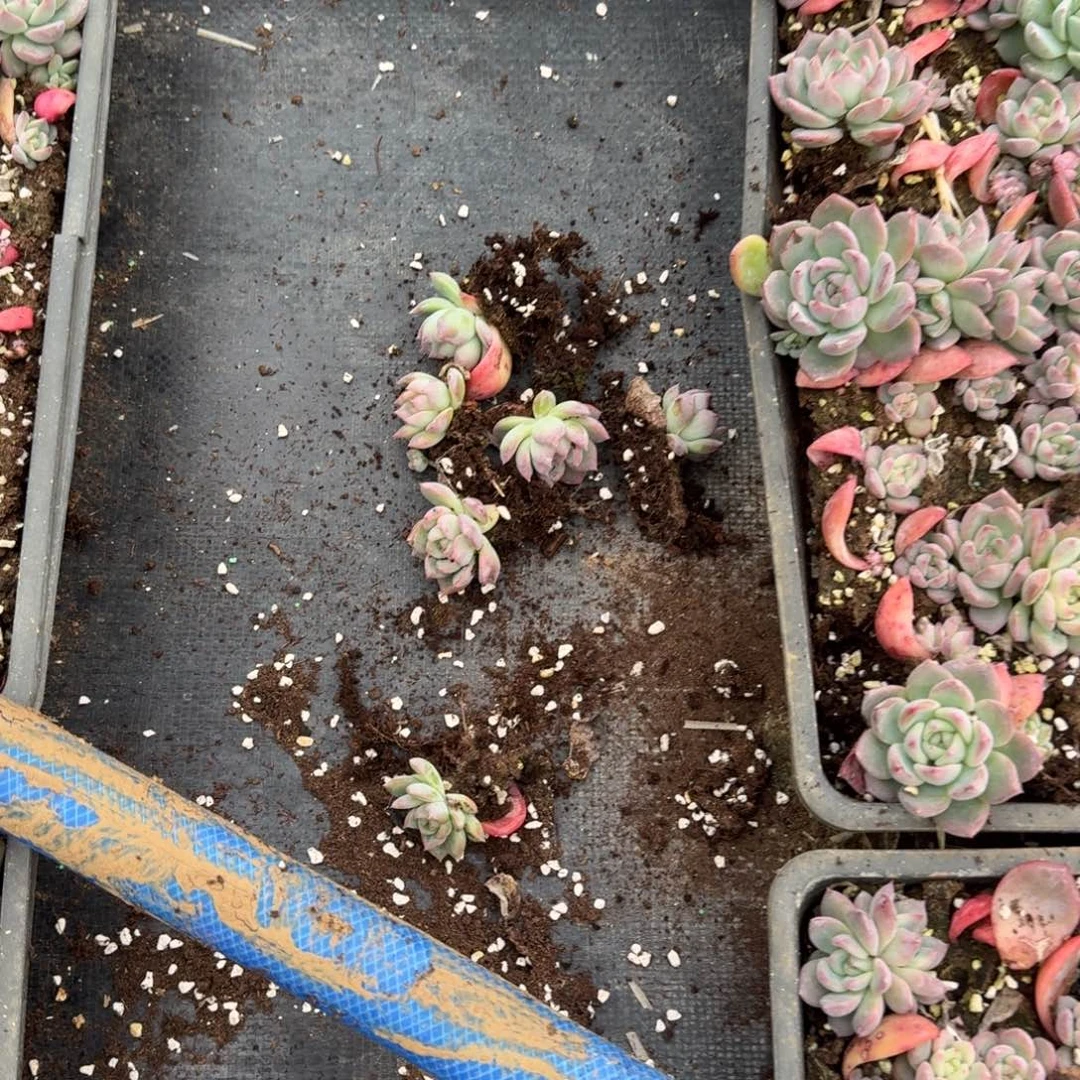 红鸾叶插五颗量拍