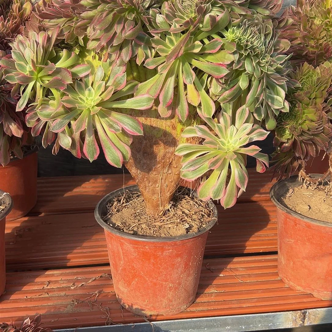 @***然女神缀化脱土发货