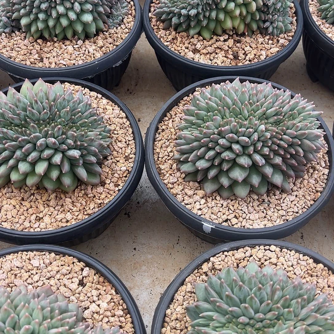 榴莲美人可以缀化15厘米可挑