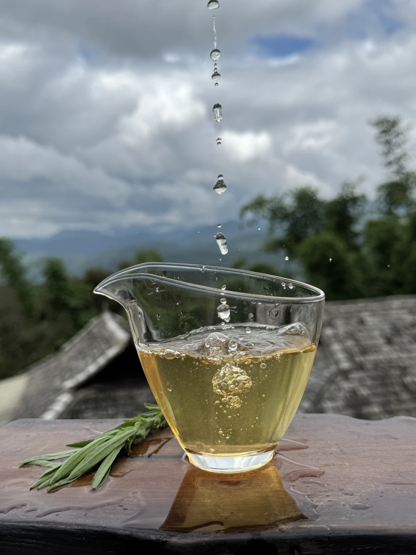 2025年景迈哎冷山700年+头春古树挑采